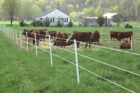 6' Poly T-Posts (1.5", 1.75", or 2.125" Width) *  TYPICALLY SHIPS IN 1-2 WEEKS