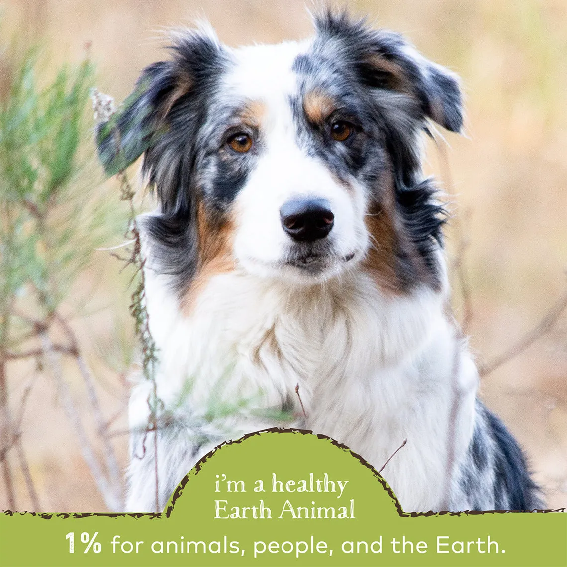 Earth Animal Daily Raw Food Nutritional Supplement Powder for Cats & Dogs
