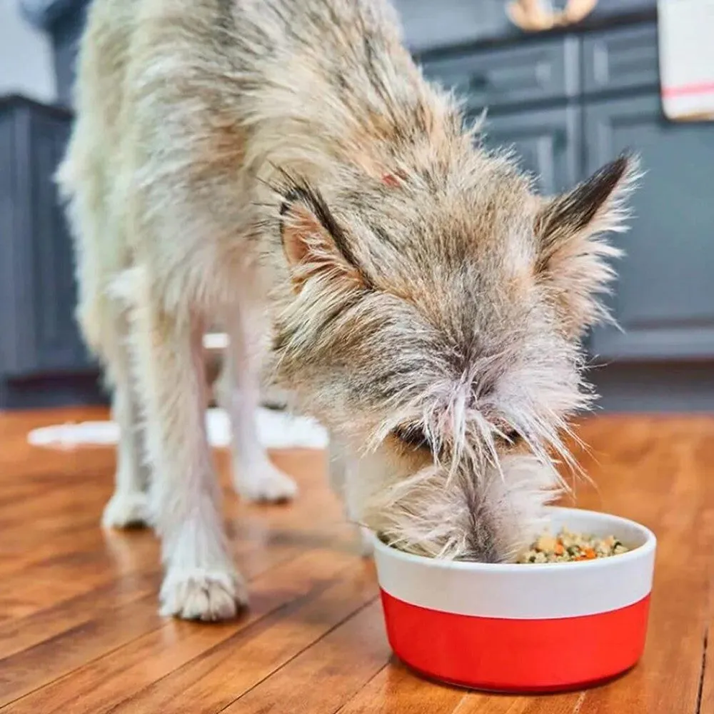 Frozen FreshMade Savory Sea Dog Food