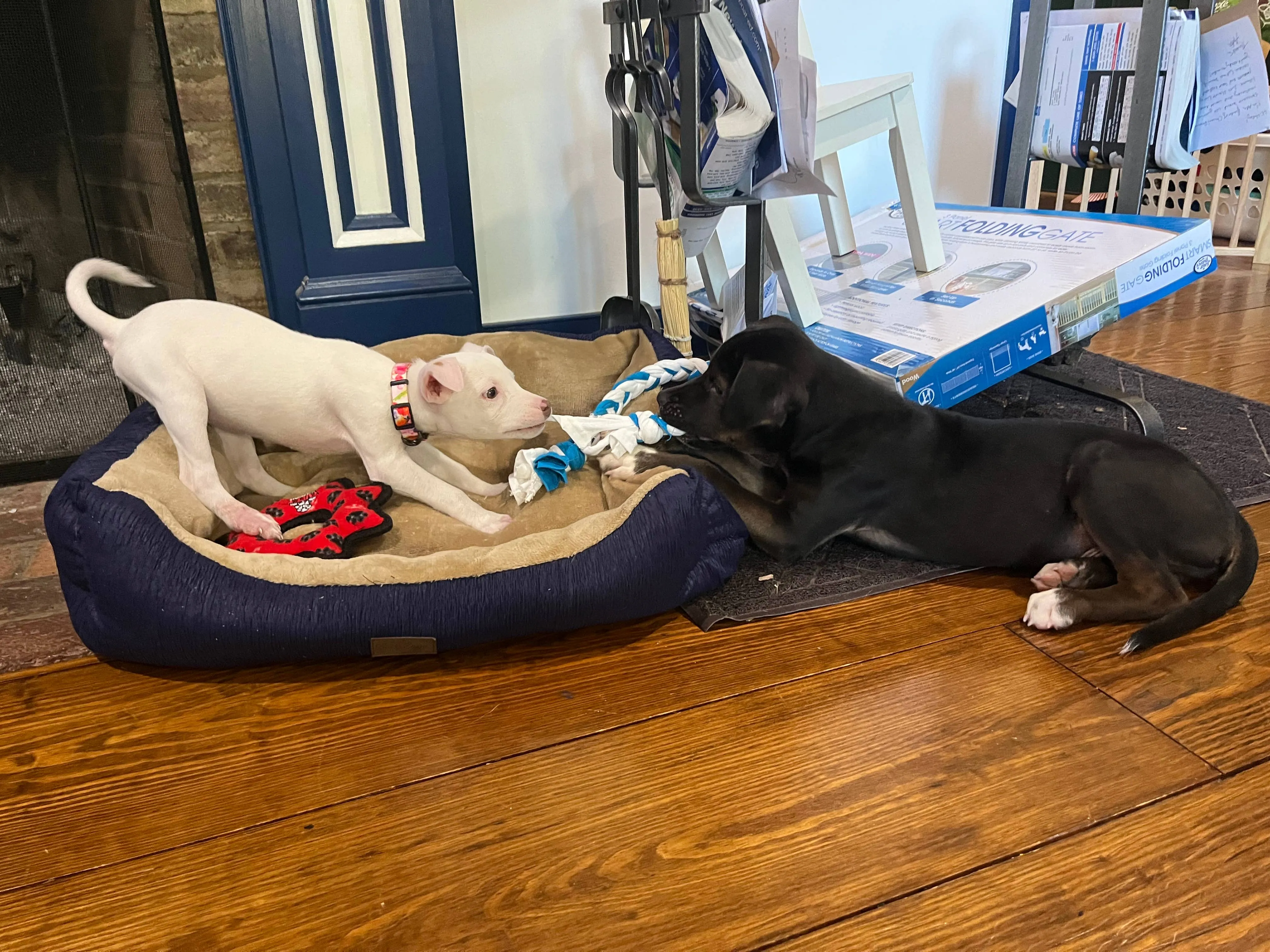 Upcycled Dog Toys: Extra Small
